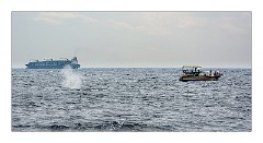 Galle 44  Whale Watching