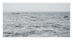 Galle 45  Whale Watching