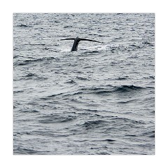 Galle 46  Whale Watching