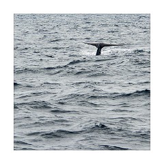 Galle 47  Whale Watching