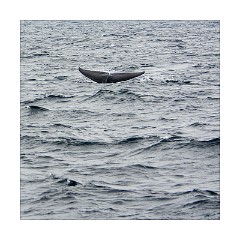 Galle 48  Whale Watching