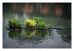 Kandy 07  Views around the Lake in Kandy