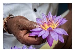 Kandy 11  Opening the budded flowers up
