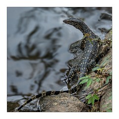 Kandy 12  Water Monitor at the Lake