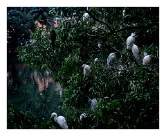 Kandy 19  Birds at the Lake at Night