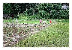 Kandy 59  Paddy Fields, working in the rain