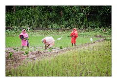 Kandy 60  Paddy Fields, working in the rain