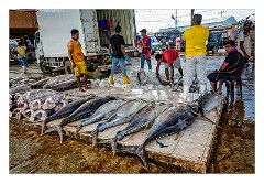 Negombo 04  The Fishing Market