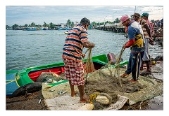 Negombo 05  Checking the nets after fishing