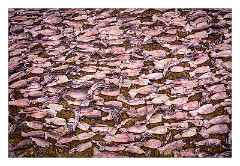 Negombo 07  Drying the Fish on the beach