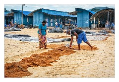 Negombo 13  Drying the Fish on the beach