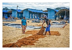 Negombo 14  Drying the Fish on the beach