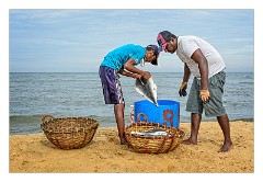 Negombo 18  Sorting the Fish