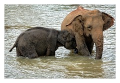 Pinnawela Elephant Orphanage 01  The Elephants are taken daily to the river to Bathe