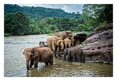 Pinnawela Elephant Orphanage 02  Enjoying the River