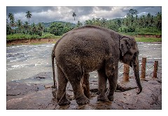Pinnawela Elephant Orphanage 03  Going over the barrier to get to the public with bananas