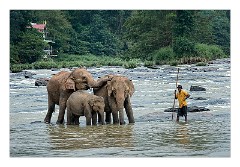 Pinnawela Elephant Orphanage 05  The Elephants are taken daily to the river to Bathe