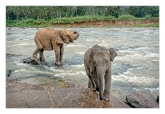 Pinnawela Elephant Orphanage 06  Young Elephants having fun