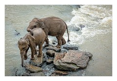 Pinnawela Elephant Orphanage 07  Young Elephants having fun