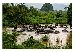 Udawalawa 01  Water Buffalo Udawalawa National Park