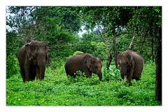 Udawalawa 02  Udawalawa Nation Park houses around 700 Elephants