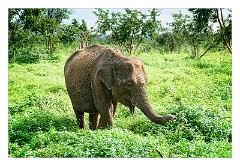 Udawalawa 03  Udawalawa National Park