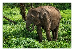 Udawalawa 04  Udawalawa National Park