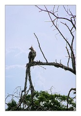 Udawalawa 06  Udawalawa National Park