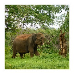 Udawalawa 12  Udawalawa National Park