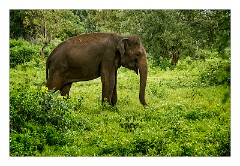 Udawalawa 13  Udawalawa National Park