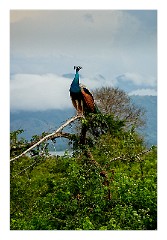 Udawalawa 16  Peacock in Udawalawa National Park