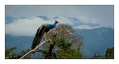 Udawalawa 17  Peacock in Udawalawa National Park