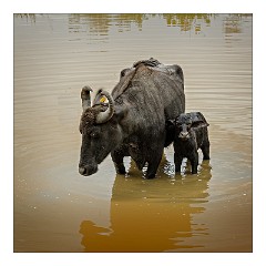 Udawalawa 19  Water Buffalo and her baby, Udawalawa National Park