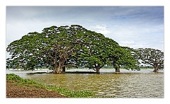 Yala 03  Trees in a Lake