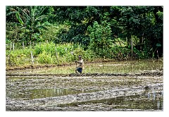 Yala 04  Rice Fields
