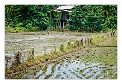 Yala 05  Rice Fields