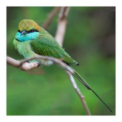 Yala 07  Bee Eater