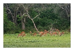 Yala 08  Deer