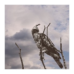 Yala 09  Yala National Park