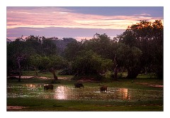 Yala 13  Yala National Park