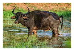 Yala 16  Water Buffalo