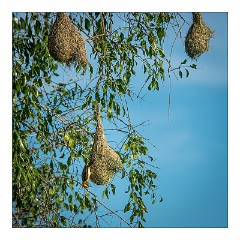Yala 18  Weaver Bird and Nests