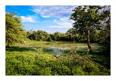Yala 20  Water Buffalo