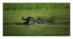 Yala 21  Water Buffalo
