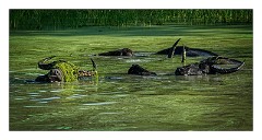 Yala 22  Water Buffalo