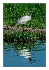 Yala 23  Yala National Park