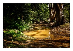 Yala 25  Yala National Park