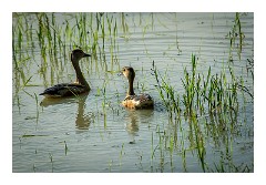 Yala 27  Yala National Park