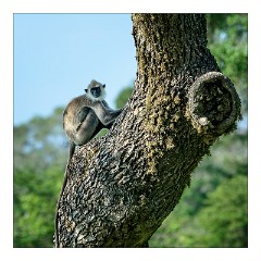 Yala 34  Yala National Park