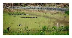 Yala 37  Two Crocodiles